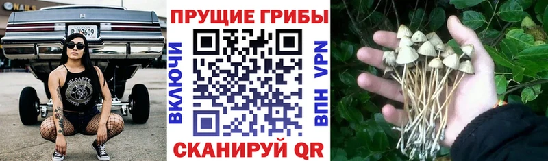 Псилоцибиновые грибы Psilocybe  Завитинск 